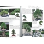 BONSAI FOCUS N° 90