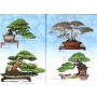 BONSAI FOCUS N° 91