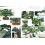 BONSAI FOCUS N° 92