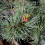 Pinus pentaphylla du Japon 4060211