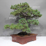 Pinus pentaphylla 1711234