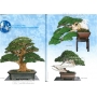 BONSAI FOCUS N° 91