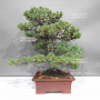 Pinus pentaphylla 1711234