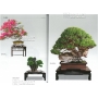 BONSAI FOCUS N° 94